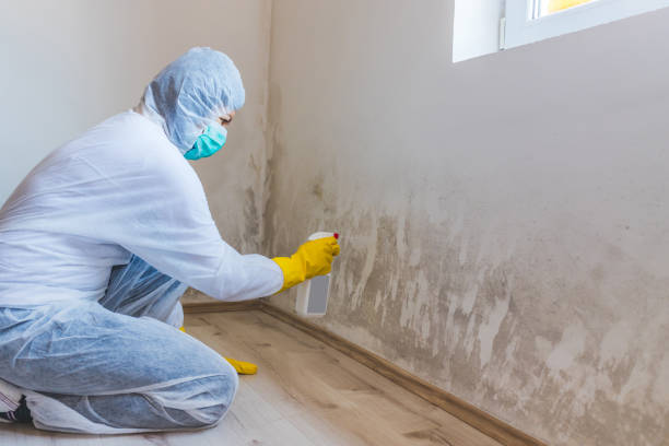 Licensed Attic Mold Removal service in Mears, MI - WQB Mold Removal