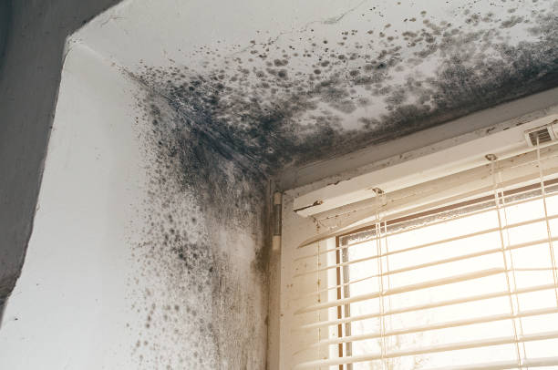 Affordable Attic Mold Removal solutions in Mears, MI