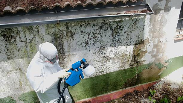Top rated local Attic Mold Removal specialists in Mears, MI